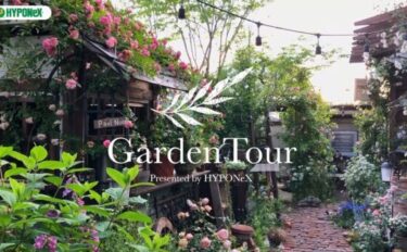 🕊Garden Tour🕊21：幻想的なナイトガーデンや、４種類のバラを誘引したバラ回廊が印象的な、30代園芸男子の庭