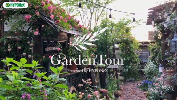 🕊Garden Tour🕊21：幻想的なナイトガーデンや、４種類のバラを誘引したバラ回廊が印象的な、30代園芸男子の庭