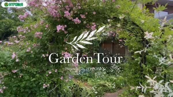 🕊Garden Tour🕊08：淡いピンクや白のバラが咲き誇る、フランスの田舎のようなフレンチガーデン