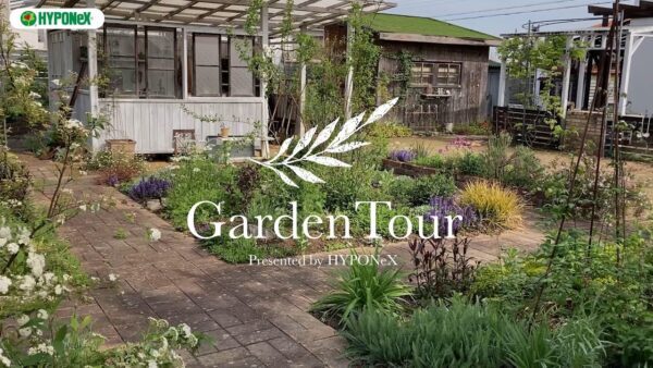 🕊Garden Tour🕊16：無灌水・無施肥で庭づくり。宿根草を中心に四季折々一年を通して楽しめるお庭