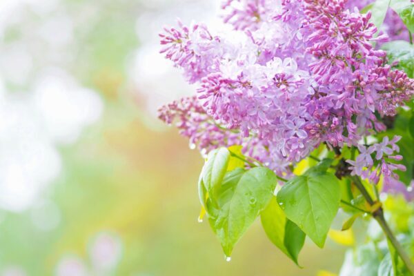 ライラックの育て方｜花の魅力や栽培のコツ、増やし方