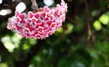 ホヤの育て方｜開花させるための栽培のコツや増やし方