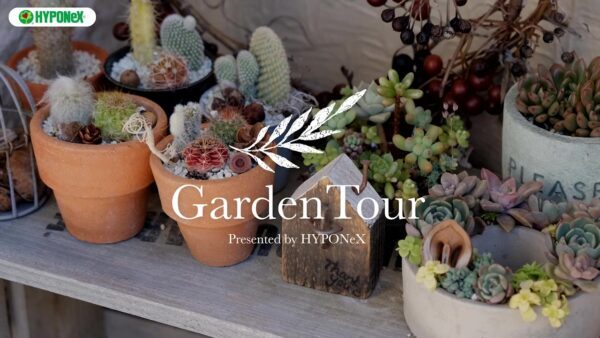 🕊Garden Tour🕊 02：可愛らしさと、いかつい植物を混在させたおしゃれなお庭