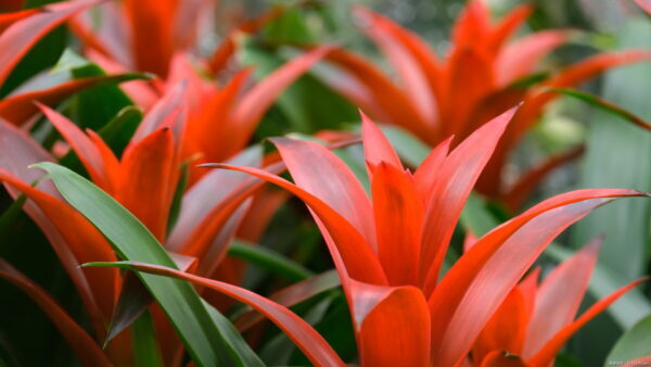 グズマニアの育て方！栽培場所や植えかえ、増やし方についても紹介