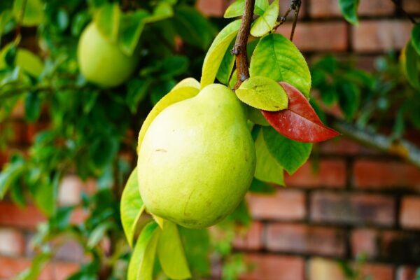 カリンの育て方｜植えつけから収穫までの栽培のポイント