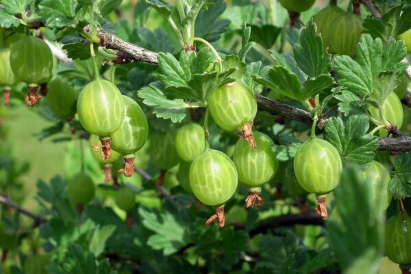 スグリの育て方｜植えつけやお手入れのコツ、増やし方