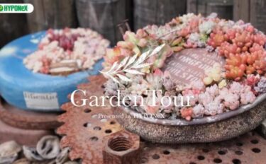 🕊Garden Tour🕊04：古道具とサビと多肉植物の組み合わせがお気に入りの屋上庭園