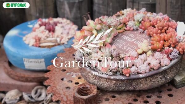 🕊Garden Tour🕊04：古道具とサビと多肉植物の組み合わせがお気に入りの屋上庭園