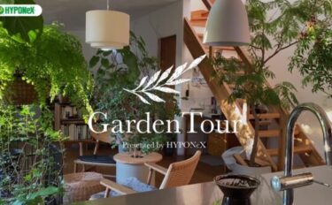 🕊Garden Tour🕊12：猫避けのために天井吊にした植物が太陽の光を受けて輝く、植物と暮らすお部屋