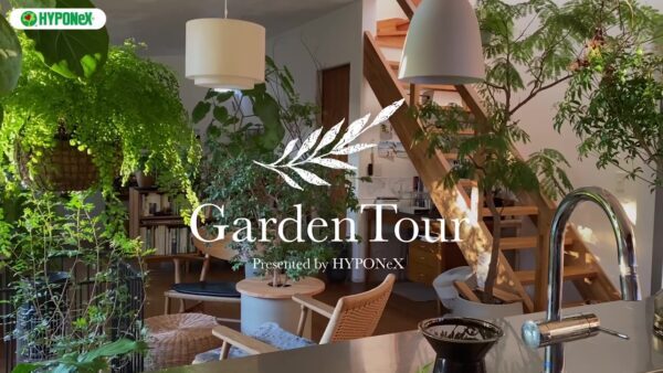 🕊Garden Tour🕊12：猫避けのために天井吊にした植物が太陽の光を受けて輝く、植物と暮らすお部屋