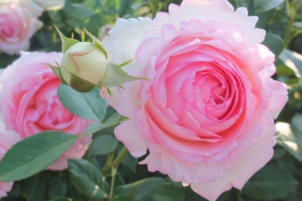 バラをもっと深く知る㊴ 花の芸②切れ込み弁