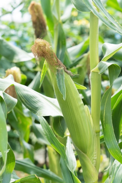 トウモロコシ みなとの野菜大辞典