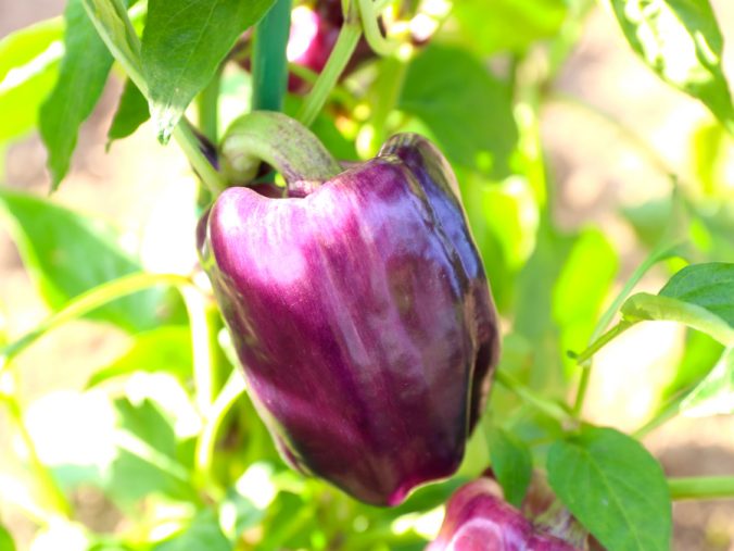 パプリカ みなとの野菜大辞典