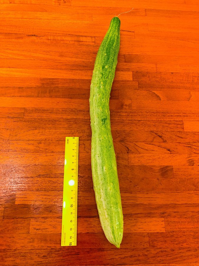 キュウリ みなとの野菜大辞典