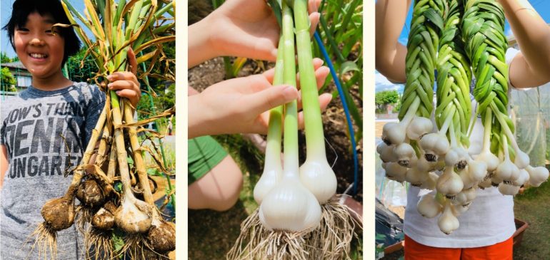 にんにく みなとの野菜大辞典