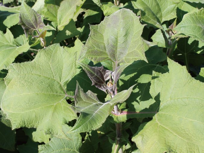 ヤーコン みなとの野菜大辞典