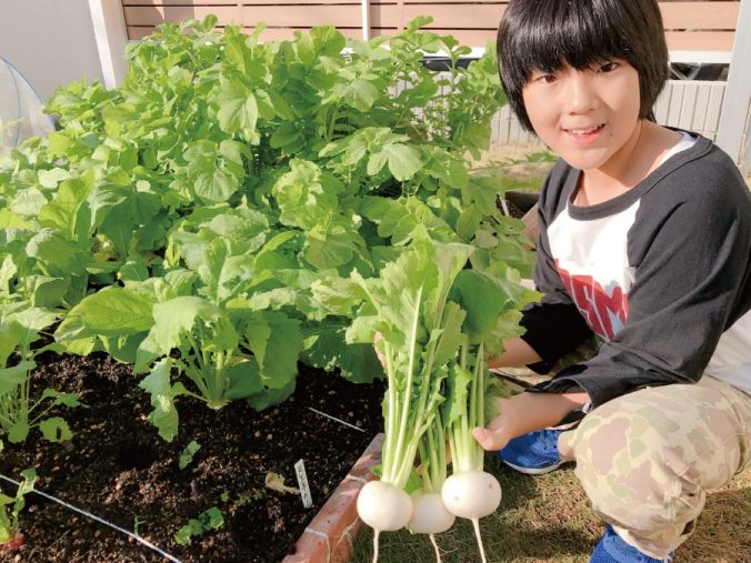 カブ 蕪 みなとの野菜大辞典