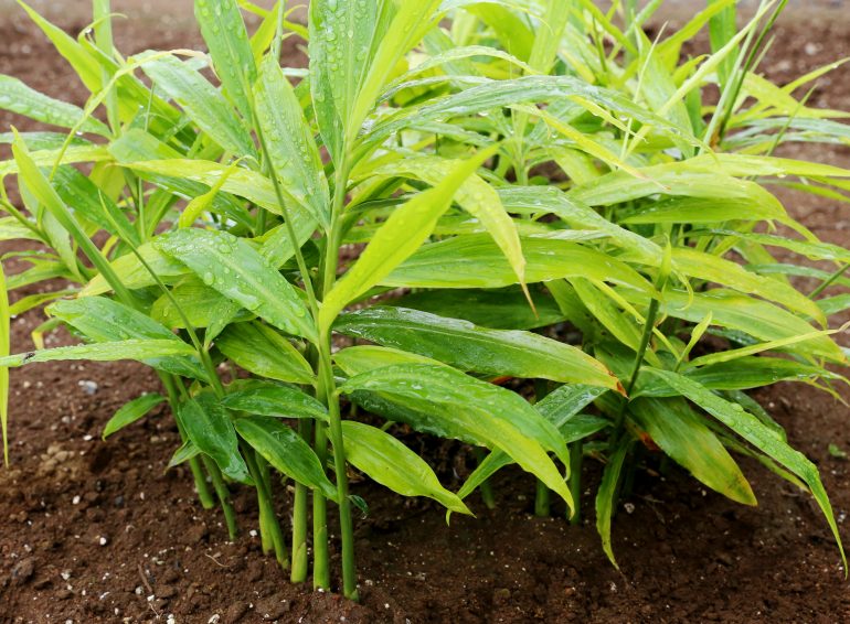 ショウガ 生姜 みなとの野菜大辞典