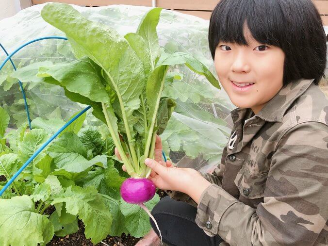 カブ 蕪 みなとの野菜大辞典