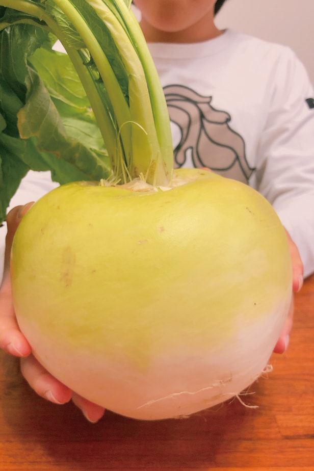 人気を誇る 松永種苗 カブ かぶ 蕪 日野菜かぶ 1l Fucoa Cl