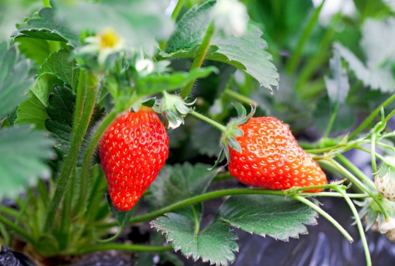 いちご みなとの野菜大辞典