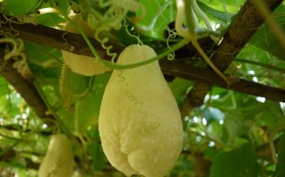 秋 の野菜の一覧 みなとの野菜大辞典