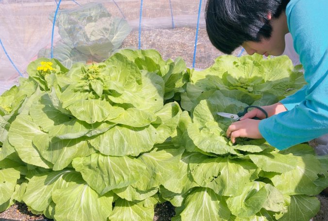 白菜 ハクサイ みなとの野菜大辞典