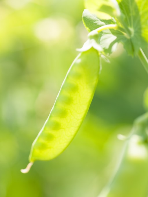 スナップエンドウ みなとの野菜大辞典