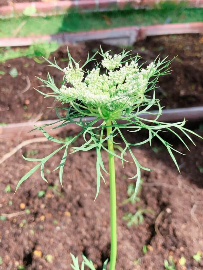 ニンジン みなとの野菜大辞典