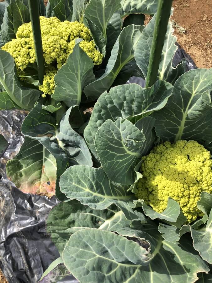 カリフラワー みなとの野菜大辞典