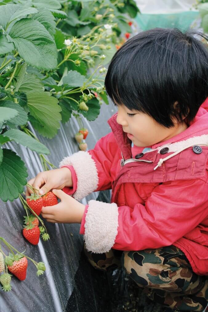 いちご みなとの野菜大辞典