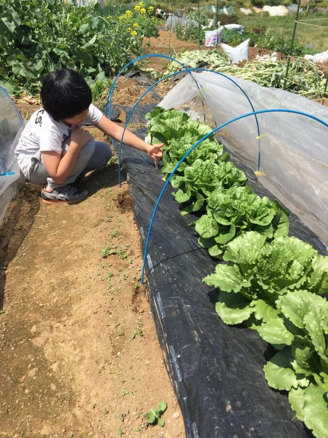 家庭菜園のレタスがちょっと苦い みなとの野菜大辞典