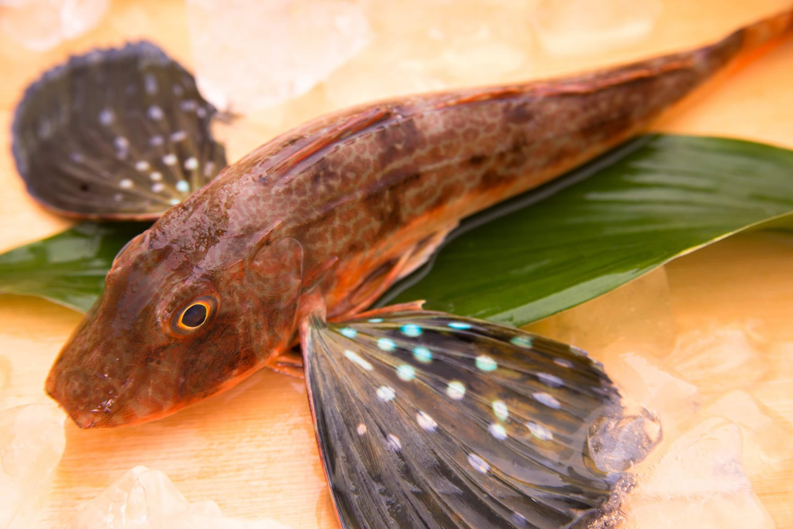 めでたい魚として人気の ホウボウ(魴鮄)｜みなとの野菜大辞典