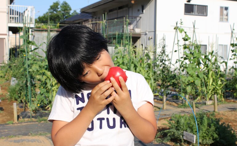 家庭菜園でのトマトの栽培 水やり みなとの野菜大辞典