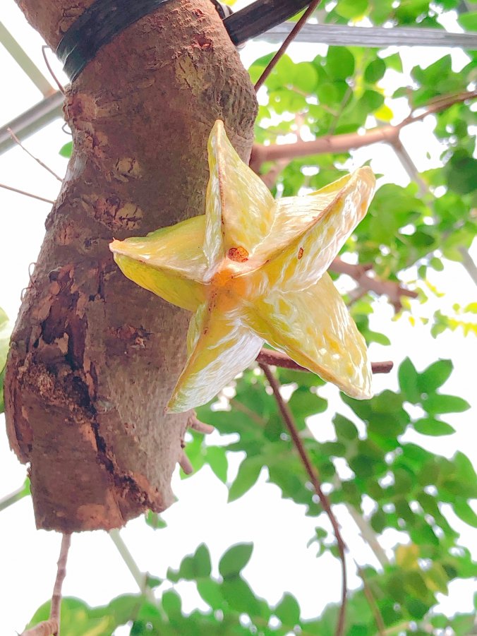 スターフルーツ みなとの野菜大辞典